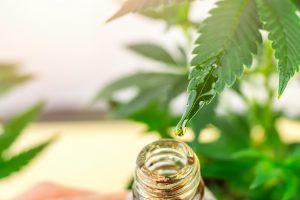 cbd plante