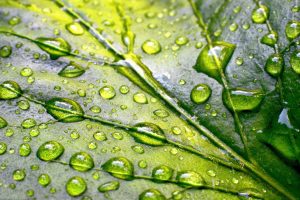 feuille cbd